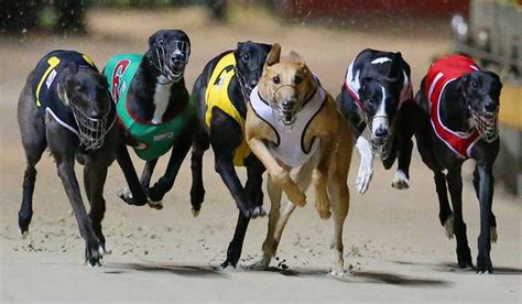 the betting site greyhounds|Today’s Greyhound Racecards & Betting Odds .